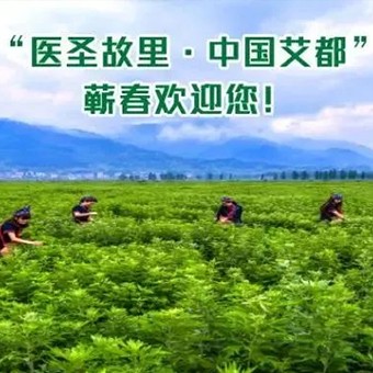 世界艾草，蕲艾最好！有科学，有依据